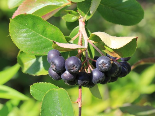 Рябина черноплодная фото