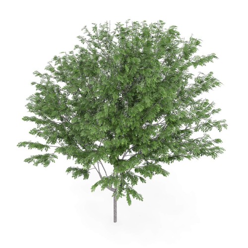 Ясень обыкновенный фото