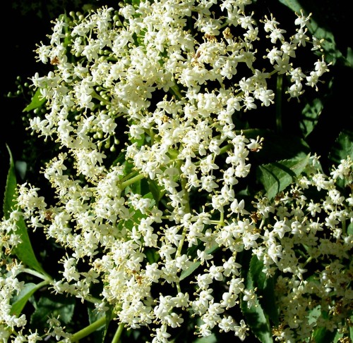 Бузина черная фото