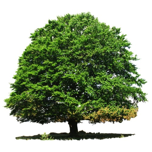 Дуб обыкновенный фото