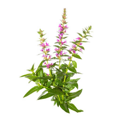 Дербенник иволистный фото