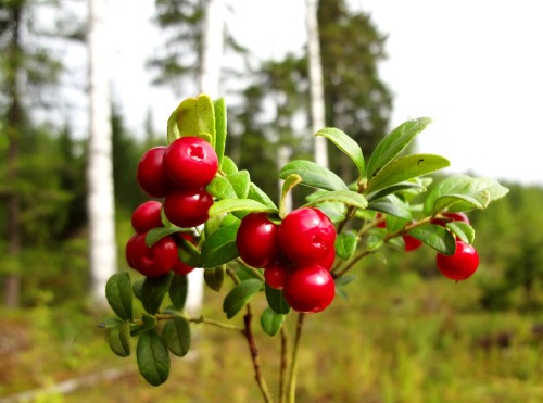 Брусника фото