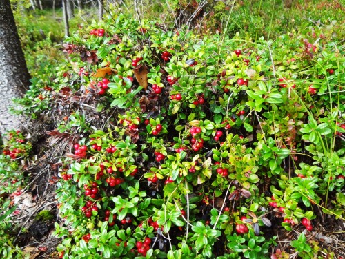 Брусника фото