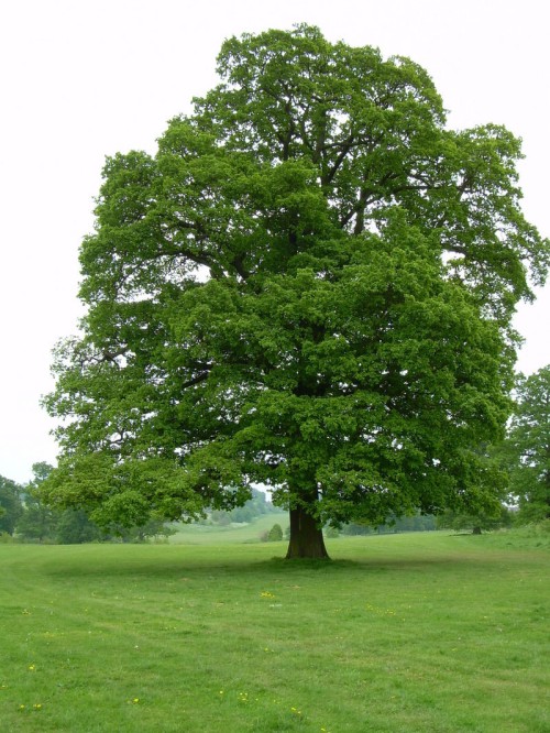 Дуб обыкновенный фото