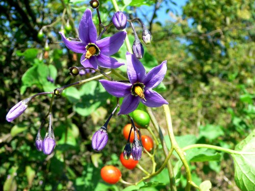 Паслён сладко-горький фото