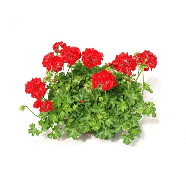 Герань кроваво-красная