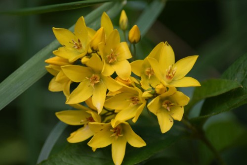 Вербейник обыкновенный фото