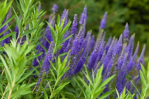 Вероника длиннолистная фото