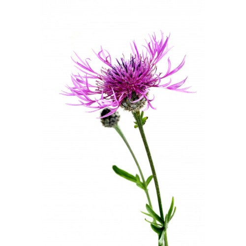 Василёк луговой фото