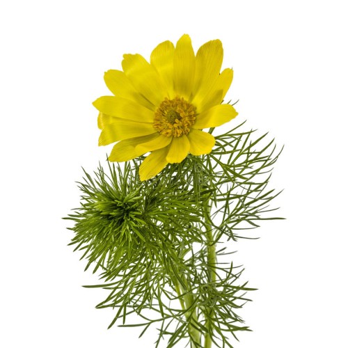 Адонис весенний фото