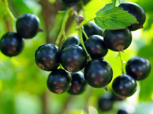 Смородина черная фото