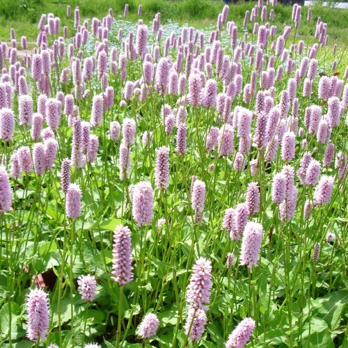 Горец змеиный фото