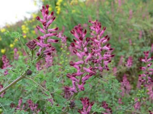 Дымянка лекарственная фото