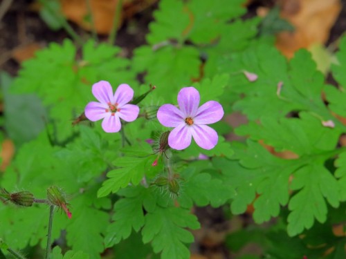 Герань Роберта фото