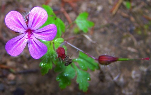 Герань Роберта фото