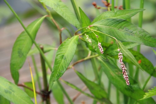 Горец перечный фото