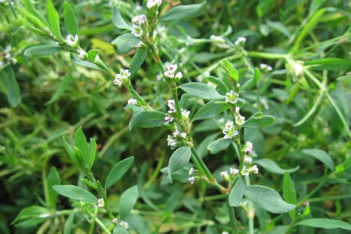 Горец птичий фото