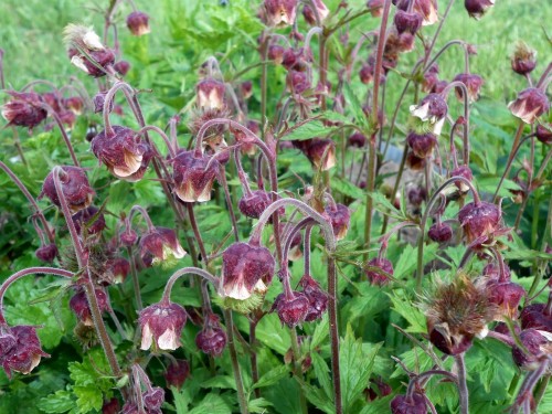 Гравилат речной фото