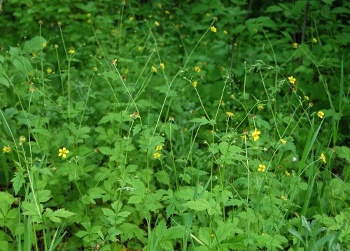 Гравилат городской фото