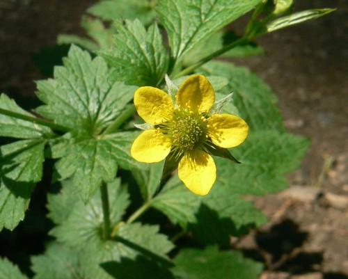 Гравилат городской фото
