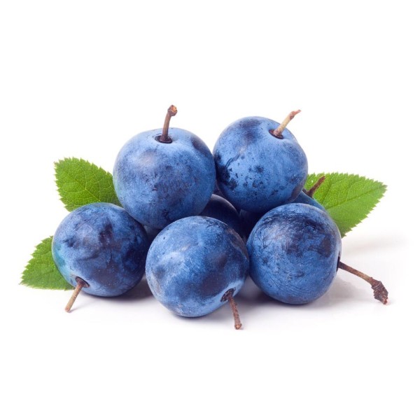 Слива колючая