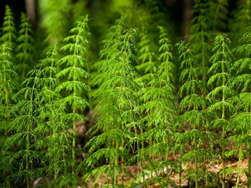 Хвощ полевой фото