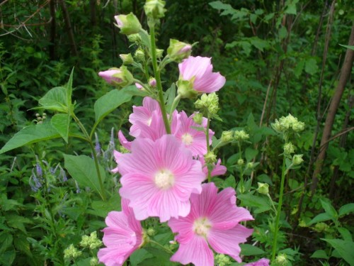 Алтей лекарственный фото