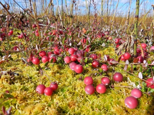 Клюква болотная фото