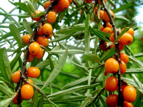 Облепиха крушиновидная фото