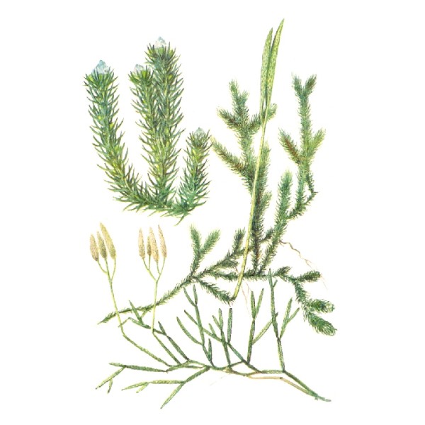 Плаун булавовидный