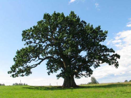 Дуб обыкновенный фото
