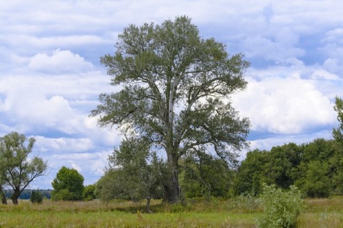 Осина обыкновенная фото