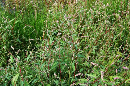 Горец перечный фото