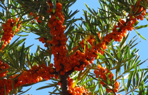 Облепиха крушиновидная фото