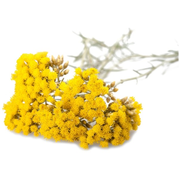 Бессмертник песчаный