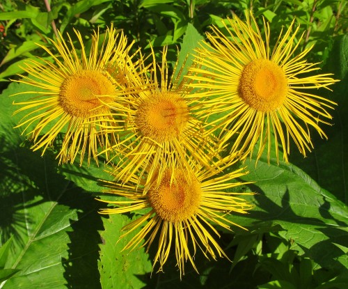 Девясил высокий фото