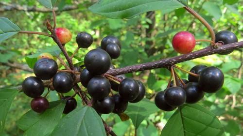 Крушина ольховидная фото