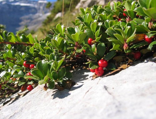 Толокнянка обыкновенная фото