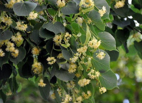 Липа сердцевидная фото