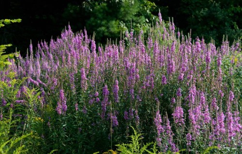 Дербенник иволистный фото