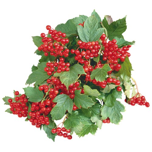 Калина обыкновенная фото