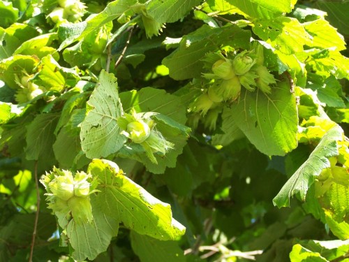 Лещина обыкновенная фото