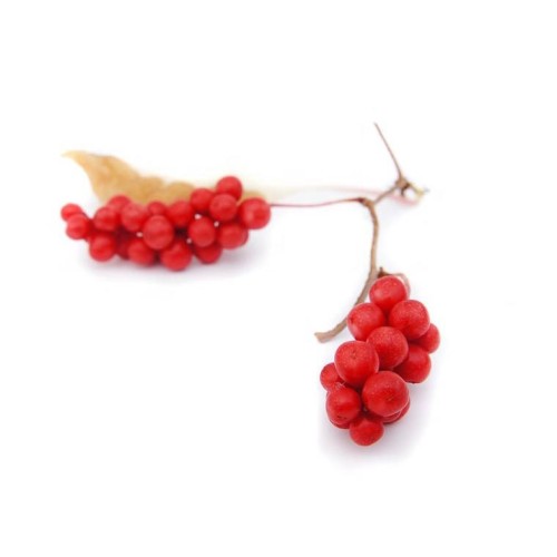 Лимонник китайский фото