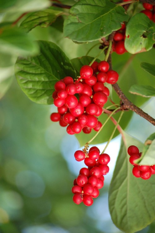 Лимонник китайский фото