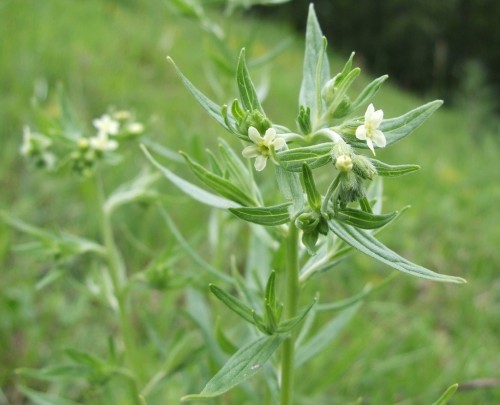 Воробейник лекарственный фото