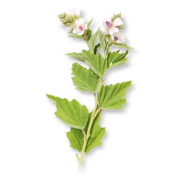 Алтей лекарственный