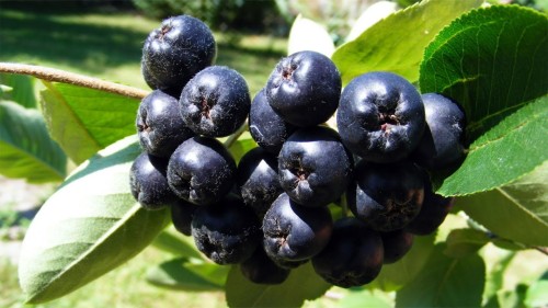 Рябина черноплодная фото