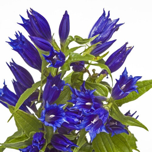 Горечавка легочная фото