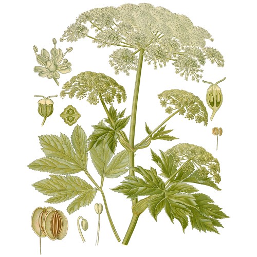 Дягиль лекарственный фото