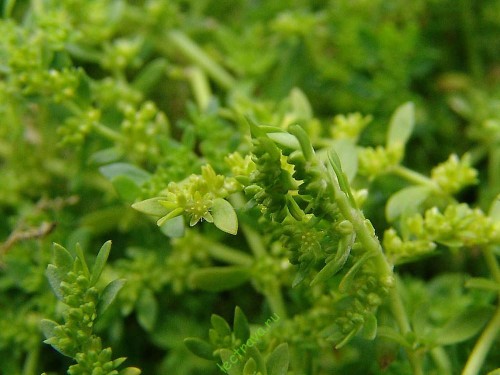 Грыжник голый фото